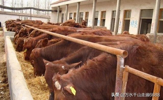 什么是繁殖(什么是繁殖母牛)
