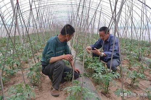 园林花卉花期控制有哪些方法 施肥和施肥