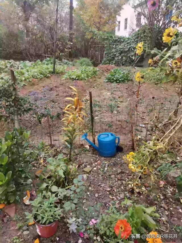 球茎类花卉 浇水方式