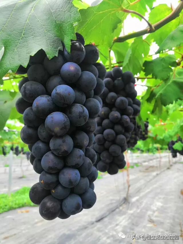 云南曲靖市麒麟区采摘园评价好的农家乐大推荐好玩又巴适,曲靖麒麟区周边农家乐