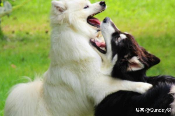 为什么说萨摩耶好养,第2张