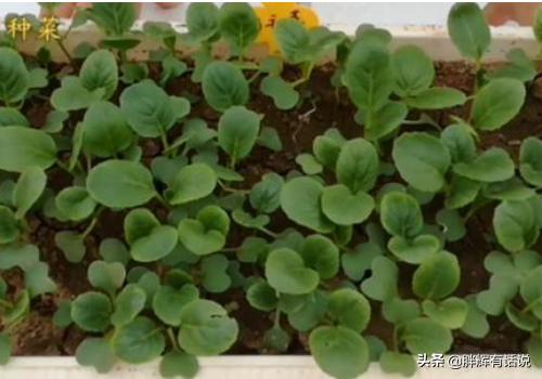 鸡毛菜的种植方法,第4张