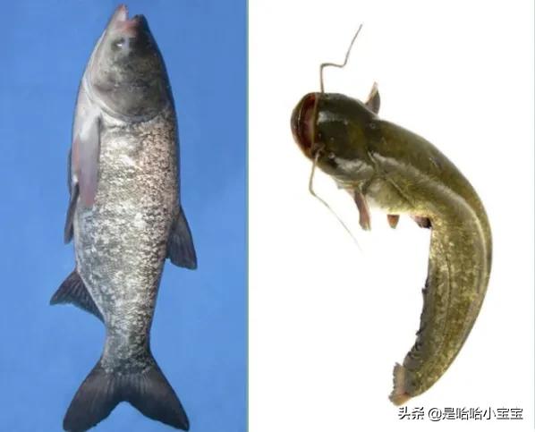鲇鱼 鲶鱼? 鲇鱼鲶鱼的做法大全!
