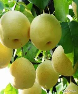 高山菜做法家常做法大全(图6)