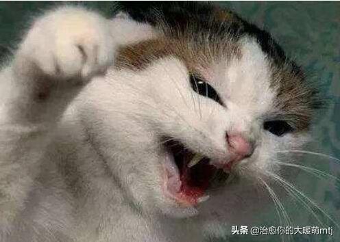 白小姐精选三肖四码澳门和制止乱喊乱叫遭群殴与制止乱喊乱叫遭群殴的句子
