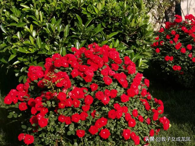 男人送九朵玫瑰代表什么（男生送9朵玫瑰）