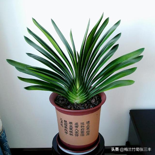 怎样给花浇水养得更好