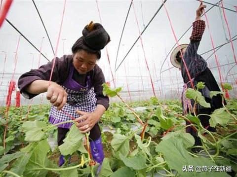 哈密瓜种植方法，哈密瓜种植方法与技术