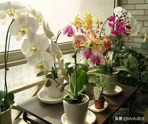 室内绿化植物养护管理