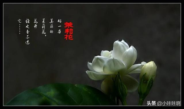 茉莉花香 （茉莉花香囊怎么做）