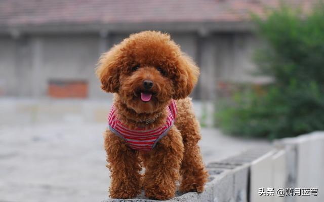我想养大型犬了，谁能告诉我哪种大型犬适合室内养，而且没有体味,第3张