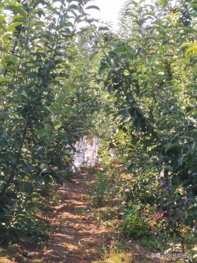 果园种植套装怎么做,果园种植套装怎么做的