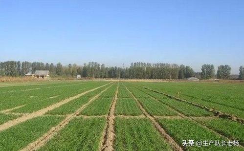 老杨海外生活，老杨出国