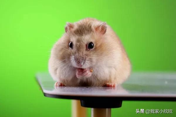 仓鼠吃萝卜怎么保存好