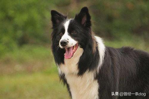 牧羊犬不爱吃饭怎么办,第5张