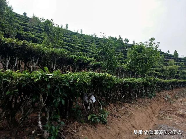 耕地种植信息好处，耕地种植什么效益高