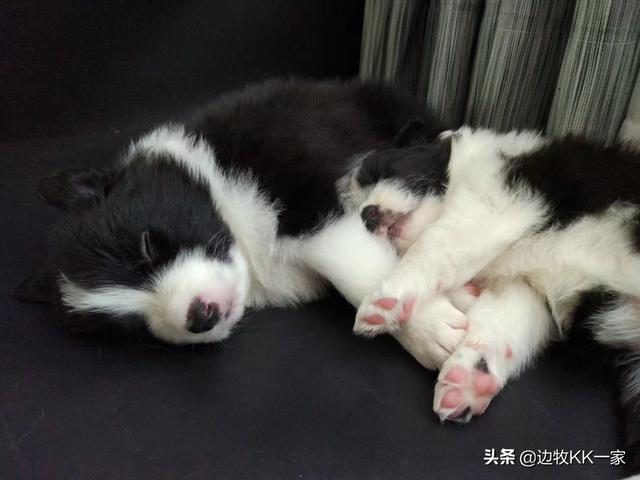 聽話的寵物狗?聽話的寵物狗排名!