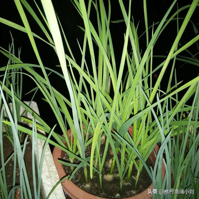 适合阳台种植的蔬果,适合阳台种植的蔬果有哪些