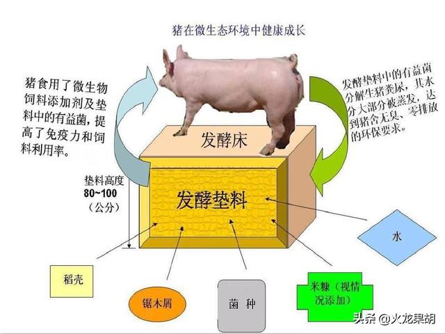 发展生态养猪有什么意义
