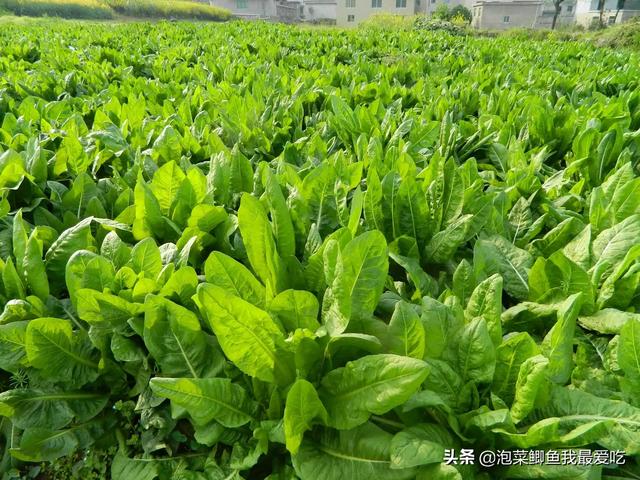 适合花园种植耐旱的草坪,适合花园种植耐旱的草坪有哪些