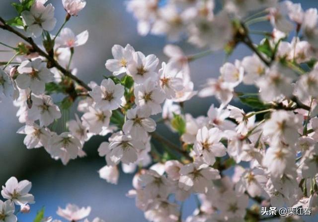 花卉图片大全 图案简单好看 种植盆栽-花卉图片大全 图案简单好看 种植盆栽