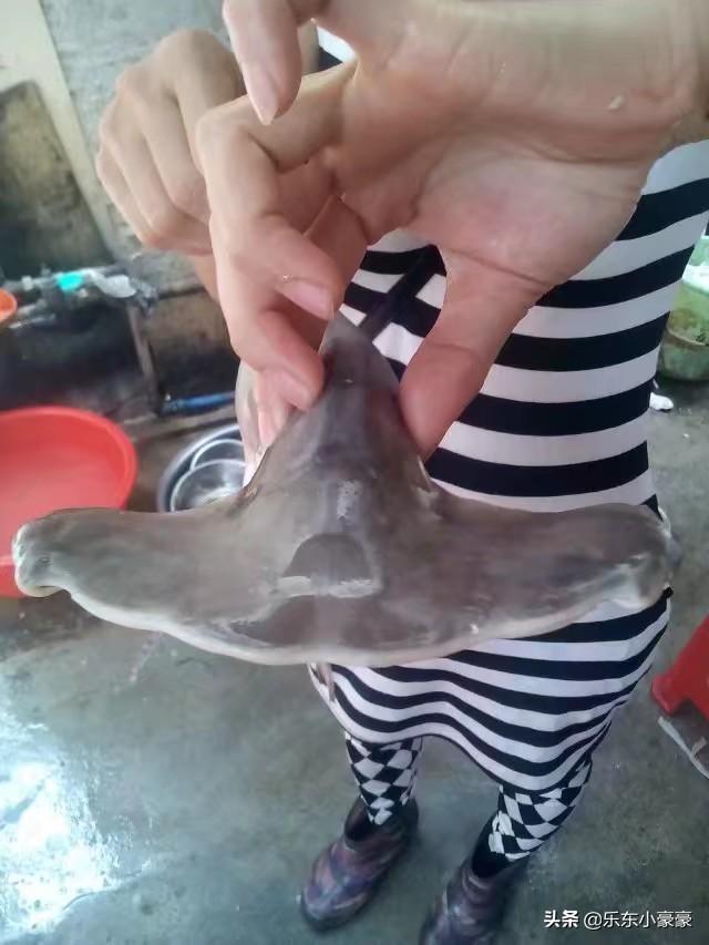 合肥市40岁的妇女无文凭能做哪些工作？