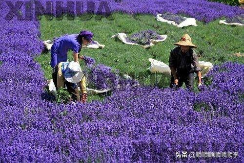 新疆伊犁河谷种植薰衣草的有利区位条件,详细理由