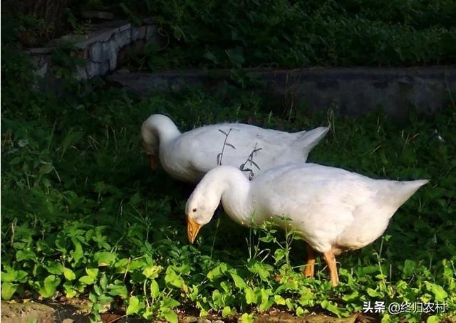 养鹅种什么草好长得快的牧草-鹅吃什么草长得快又重