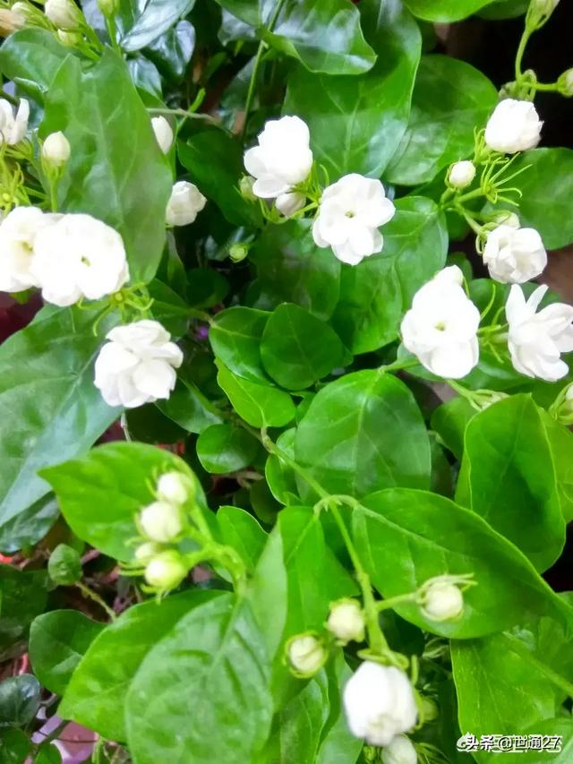 花卉种植基地 种植时间-花卉种植基地 种植时间表