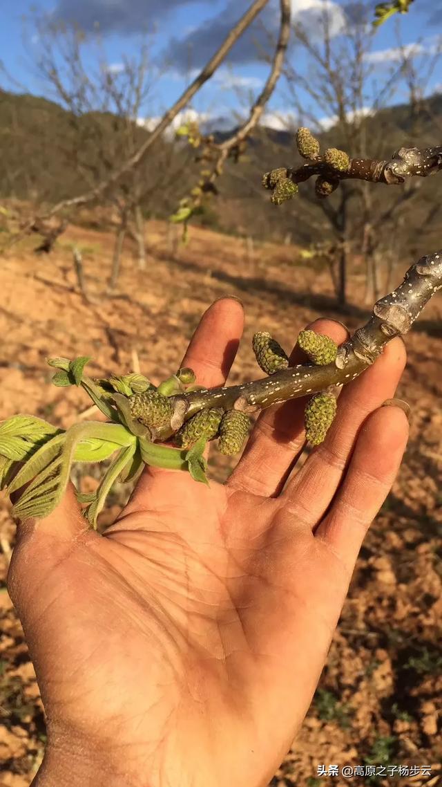 苗木种植密度规范 施肥标准是多少