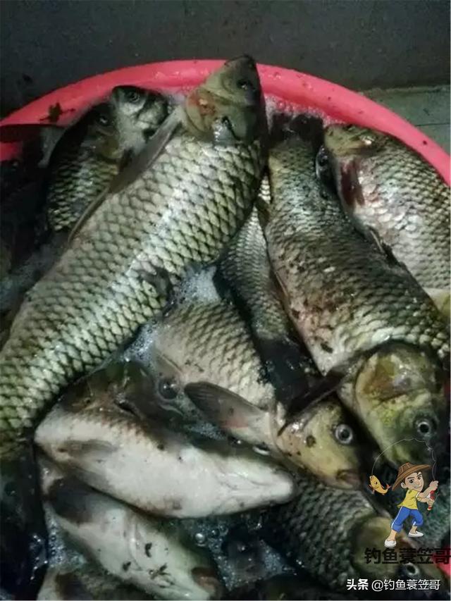饲料颗粒机器多少钱一台 颗粒鸡饲料打窝可以钓什么鱼？