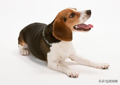 宠物狗狗怎样判断好坏,第1张