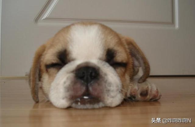 小狗吐了怎么回事