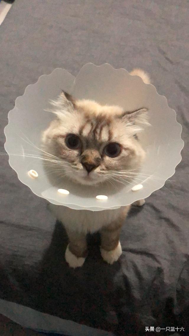 小猫发情吃不吃饭怎么办