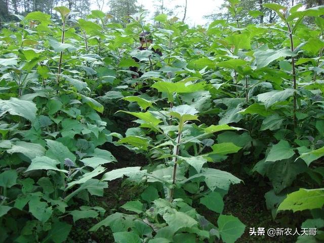 高山菜做法家常做法大全(图22)