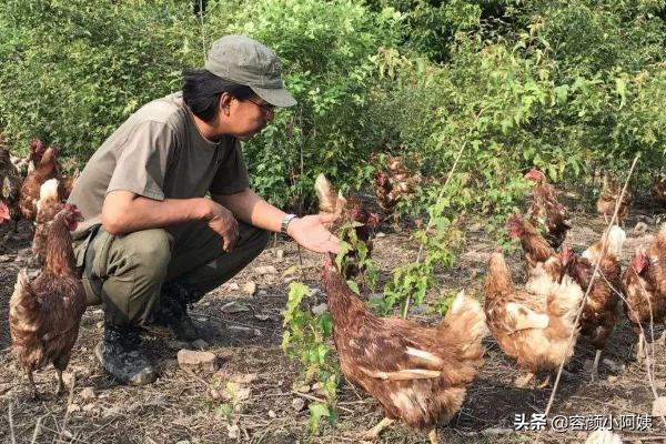 饲料鸡停止喂饲料-饲料鸡停止喂饲料会死吗