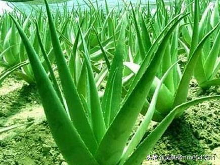 硬痘痘怎么消除挤不动(图6)