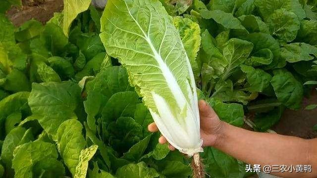 阳台小白菜种植方法,阳台小白菜种植方法全过程