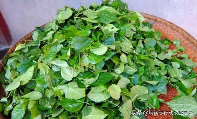 小蒜做法乡村美食（蒜苔来自那个朝代？）