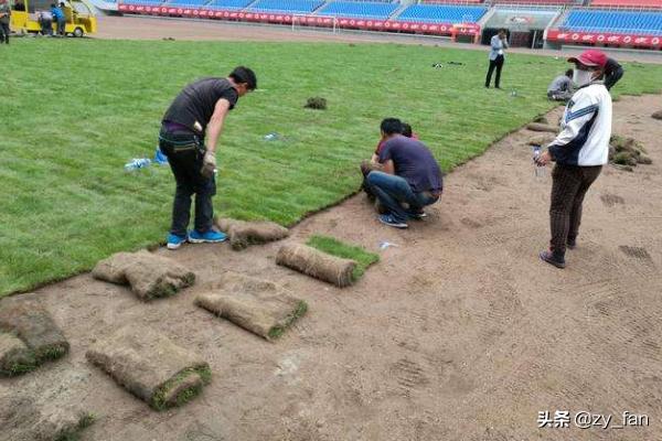 绿化种植规范标准 草坪图片 养护方案