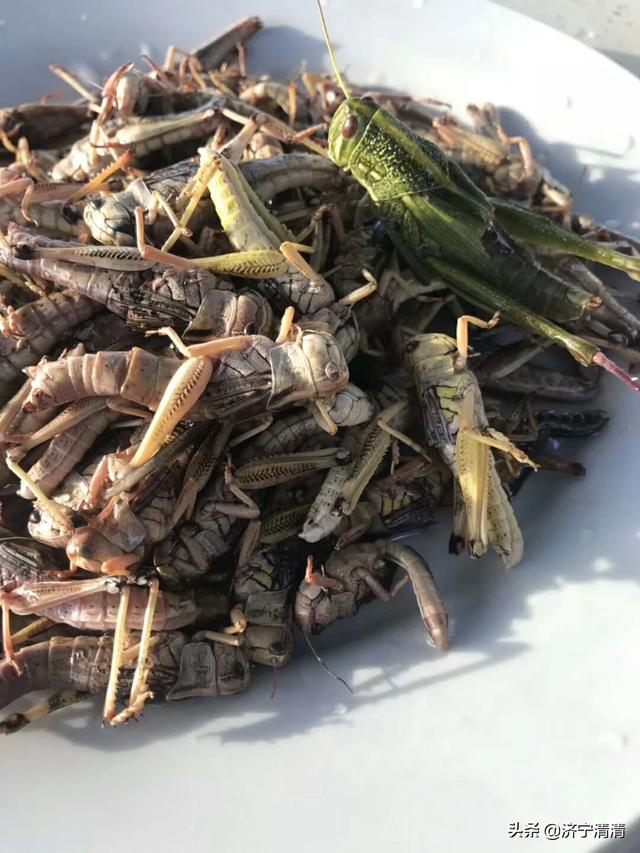 野生石蛙有没有寄生虫_野生石蛙有没有寄生虫呢
