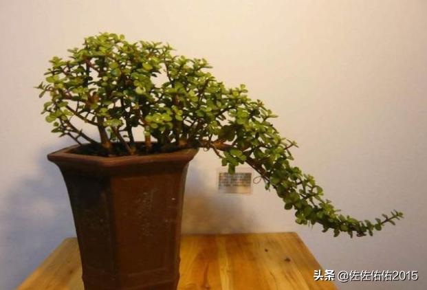 金枝玉叶花怎么养才能养好（金枝玉叶花怎样养护）