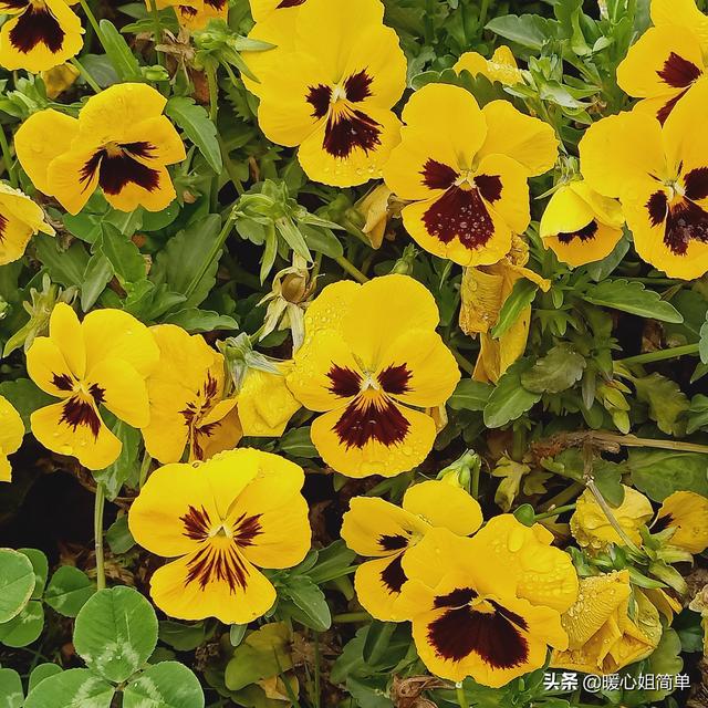 adobe animate（Adobe Animate怎么读）