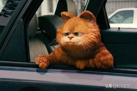 怎么办呀？猫咪为什么会有泪痕，猫咪眼角泪痕红色,第3张