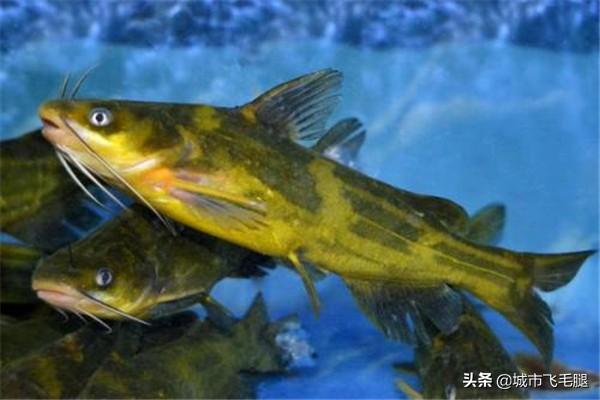 黄骨鱼的养殖技术及效益 黄骨鱼养殖优缺点？