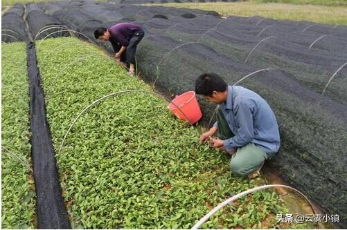 适合农村种植的经济树木