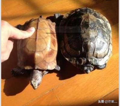乌龟冬眠和死了的区别,第4张