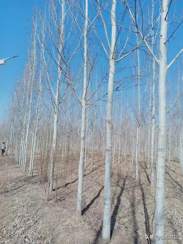 城市绿化树木种类及图片