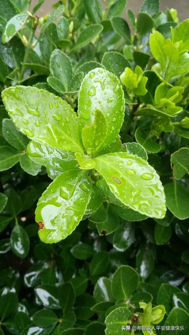 绿化养护花花草草 树木图片,绿化养护花花草草 树木图片大全