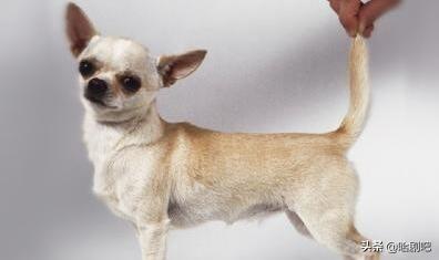 怎样给狗狗取个好听的名字,第1张